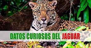 Jaguar (Panthera onca) | Datos curiosos de animales