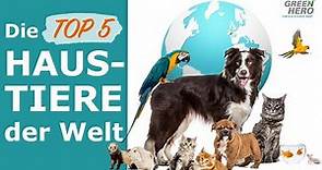 Die beliebtesten Haustiere der Welt 🌎 TOP 5