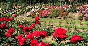 Oregon Field Guide:A Year In The Portland Rose Garden Season 26 Episode 2612