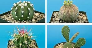 15 Especies de cactus indicados para tener en casa ! 🌵😍