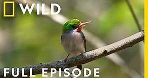 Birds of Puerto Rico (Full Episode) | Extraordinary Birder with Christian Cooper