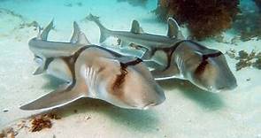 Port Jackson Sharks Swimming Together
