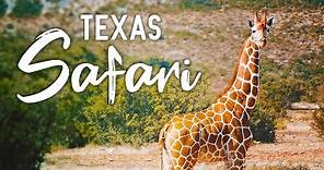 OX Ranch Safari 🚙 Uvalde, Texas