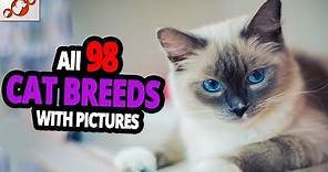 🐈 All Cat Breeds A-Z With Pictures! (all 98 breeds in the world)