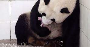 Birth Of Baby Panda | Panda Babies | BBC Earth
