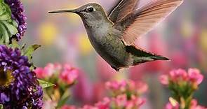 Hummingbird Migration Map 2023 Sightings & Patterns