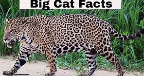 Big Cat Facts