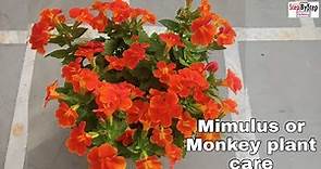 How to grow and care Mimulus plant//Mimulus or monkey plant care and propagation