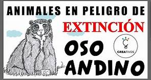 01. DIBUJA✍️ un OSO🐻 andino [Animales en Peligro de Extinción 🇵🇪]