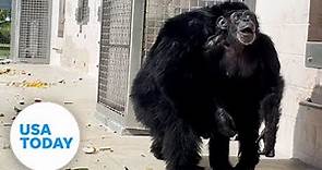 Camera captures emotional moment cage chimp sees sky for first time | USA TODAY