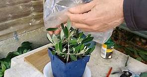 How to grow an Olive tree from cuttings