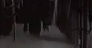 El 11 de Diciembre de 1922, nace Maila Nurmi quien crearía a Vampira, el ícono del gótico post moderno. Una de las más grandes inspiraciones de la banda The Misfits, y mía también, desde hace ya 15 años. Larga vida a la reina 🖤 #vampira #thevampirashow #mailanurmi #themisfits #gothic #gothicgirl #vintagemexico #vintageceremonymx