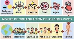 Niveles de organización de los seres vivos con ejemplos 🌱🐈