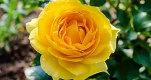 10 Types Of Attractive Yellow Roses