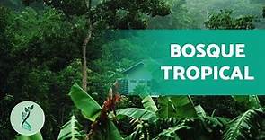 ¿Qué es el BOSQUE TROPICAL? 🥭 (Flora y Fauna, Paisaje y Clima del Bosque Tropical)