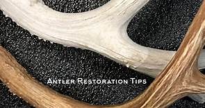 Antler Restoration Tips - Broken Tines & Staining