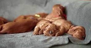 18 Irish Setter Puppies , 3 weeks old, Haverley from Poland