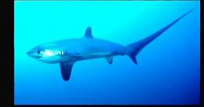 I 10 squali più pericolosi al mondo