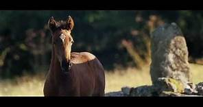 War Horse - Trailer Italiano