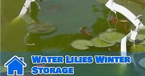Care of Lilies : Water Lilies Winter Storage