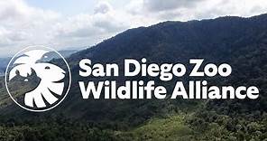 Introducing San Diego Zoo Wildlife Alliance