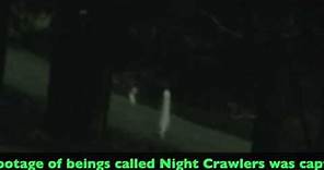 Night Crawler Mystery Solved