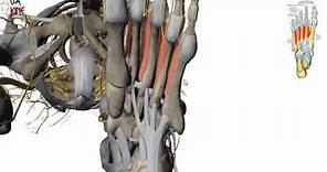 Anatomía de los músculos del pie (Intrínsecos)