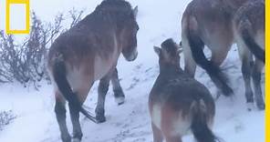 Les chevaux de Przewalski, derniers chevaux sauvages de Mongolie