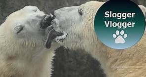 French Kissing Polar Bears