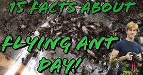 15 Facts about Flying Ant Day | MyLivingWorlds Ants