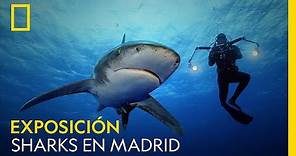 EXPOSICIÓN SHARKS EN MADRID | Del 2 de julio al 15 agosto | ENTRADA GRATUITA | NATIONAL GEOGRAPHIC