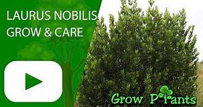 Laurus nobilis - How to grow (Bay laurel)
