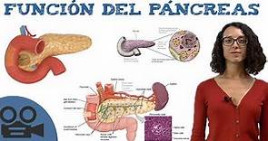 Función del páncreas - Aparato digestivo - Resumen con imágenes
