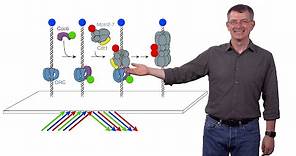 Stephen P. Bell (MIT / HHMI) 2: Single-Molecule Studies of Eukaryotic DNA Replication