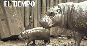 Hipopótamo pigmeo que nació en el Buin Zoo de Santiago | EL TIEMPO