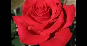 La rosa rossa e il suo significato