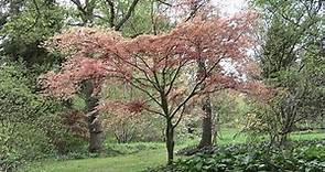 Springtime @ Arboretum Kalmthout, Belgium