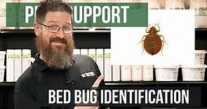 What Do Bed Bugs Look Like? (Bed Bug Identification) | Pest Support