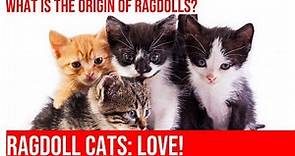 Meet the Loving Ragdoll Cats: History & Facts