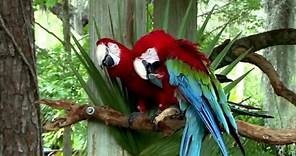 Watch Large Colorful Tropical Birds - The Perfect Screensaver