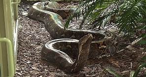 Giant 19 Foot, 200 Pound Reticulated Python at Naples Zoo