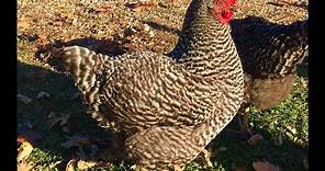 Breed Overview: Barred Plymouth Rock Chickens