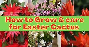 How to Grow & take care Easter Cactus | Guidelines for new gardeners