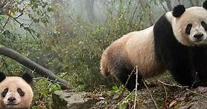 10 curiosidades sobre Pandas