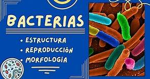 Generalidades de las Bacterias: Estructura, Reproducción y Morfología