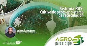 Sistema de Recirculación en Acuicultura 🐟🔄 Agro para el siglo 21