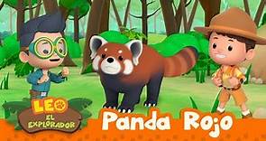 El Panda Rojo (Español) - Leo, El Explorador Episodio | Animación - Familia - Niños