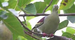 Thick Billed Green Pigeon