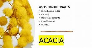 Acacia | Para Que Sirve! (usos medcininales)