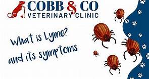 Lyme Disease in Pets: Spotting Signs & Ensuring Protection